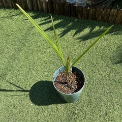 ココスヤシ②観葉植物
