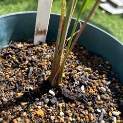 ココスヤシ②観葉植物
の画像