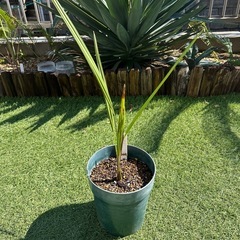 ココスヤシ②観葉植物
の画像