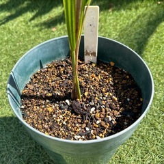 ココスヤシ②観葉植物
の画像