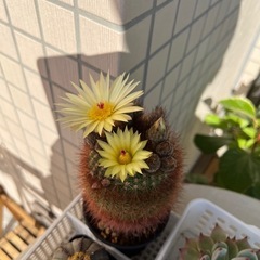 ノトカクタス　バンブリﾕの画像