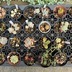 ランキングキーワードに紐づく投稿画像-多肉植物