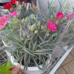 カーネーション　つぼみ　いっぱい　花　苗　鉢苗　母の日　プレゼント