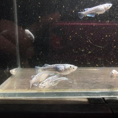 半ダルマ　メダカ　【サバの極】1匹〜の画像