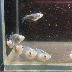 半ダルマ　メダカ　【サバの極】1匹〜の画像