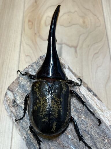ヘラクレスオオカブトペア ♂140mm ♀68mm 【公式通販】