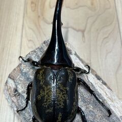ヘラクレスオオカブトペア　♂140mm ♀68mm