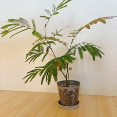 エバーフレッシュ4号鉢