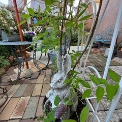 💜お値下げ💜アメジストフォール♡ガーデニングの画像