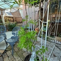 💜お値下げ💜アメジストフォール♡ガーデニングの画像