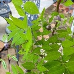 💜お値下げ💜アメジストフォール♡ガーデニングの画像