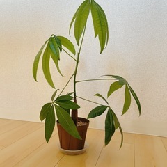 パキラ実生株
