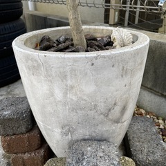 オリーブ※種類不明の画像