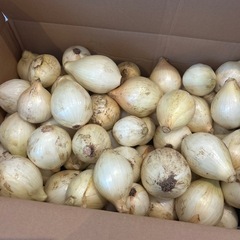 新玉ねぎ　5個で100円
　