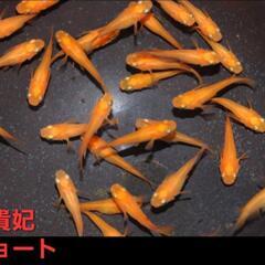 【改良メダカ】🐠楊貴妃ショートタイプ🐠若魚🐠現物投稿🐠No.8