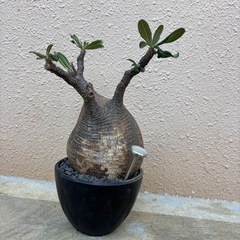 塊根植物　植物　グラキリス
