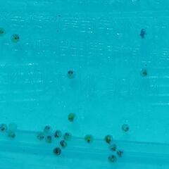 一時中止　メダカ　虹クジャクの卵の画像