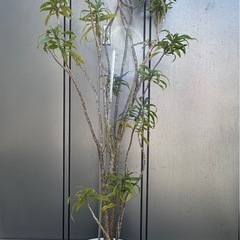[取引中]観葉植物