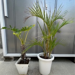 [取引中]植物