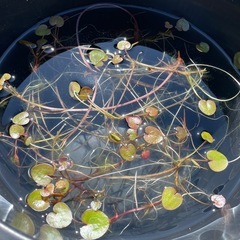 トチカガミの殖芽苗☘️めだかの水草5株