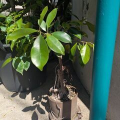 ガジュマル