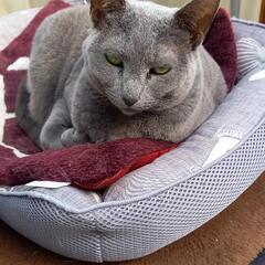 4月27日夜8時頃から、猫ロシアンブルーが居なくなりました。