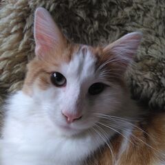 ノルウェージャンフォレストキャット男の子です