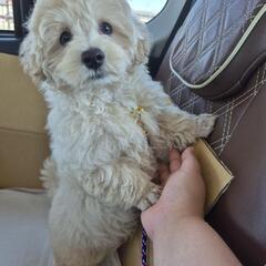 マルプー（オス）の子犬お譲りします