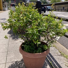 差し上げます！　黄色ジャスミンの木の画像