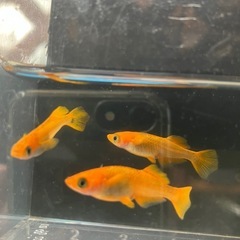 竜章鳳姿　3匹