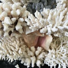 ♪白珊瑚 サンゴ ガラスケース オブジェ 置物 インテリア 飾り 中古 (NF250429) 303-566の画像