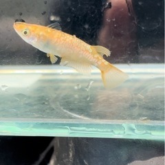 メダカ　曜変天目カガミ燐
の画像
