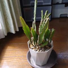 孔雀サボテンの画像
