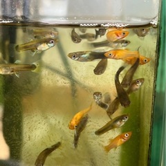 グッピー、モーリー【受け付け終了】の画像