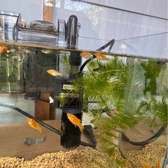 グッピー、モーリー【受け付け終了】の画像