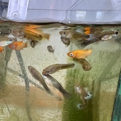 グッピー、モーリー【受け付け終了】の画像