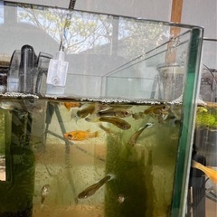 グッピー、モーリー【受け付け終了】の画像