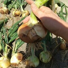 採れたて新玉ねぎ🧅。100g３０円。無農薬無化学肥料で安心。の画像