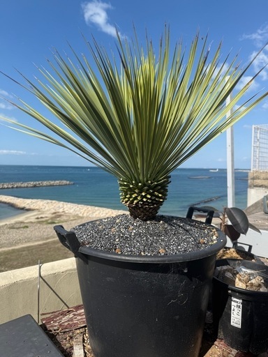 ユッカロストラータ