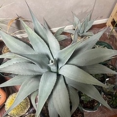 アガベ　パリー　斑入り