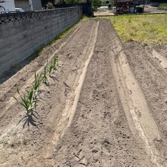 手押し耕運機による小規模畑の耕し