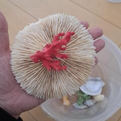 珊瑚　貝殻の画像