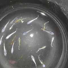 MIXメダカの画像