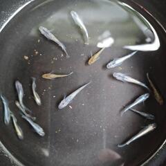 MIXメダカの画像