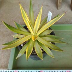 アガベ各２０００円の画像