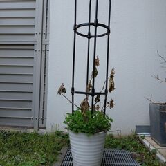 〔受け渡し決定〕陶器植木鉢とキウイフルーツの苗と土とオベリスク