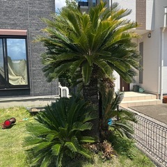 ソテツの画像