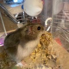 ハムスター3匹