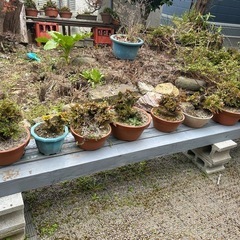 イワヒバ