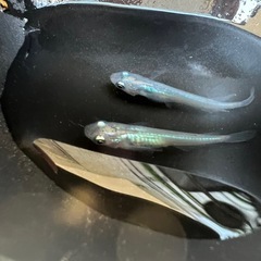 🐟しずく